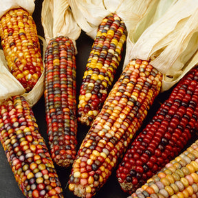 Maïs d'ornement en mélange - Zea mays japonica - Willemse