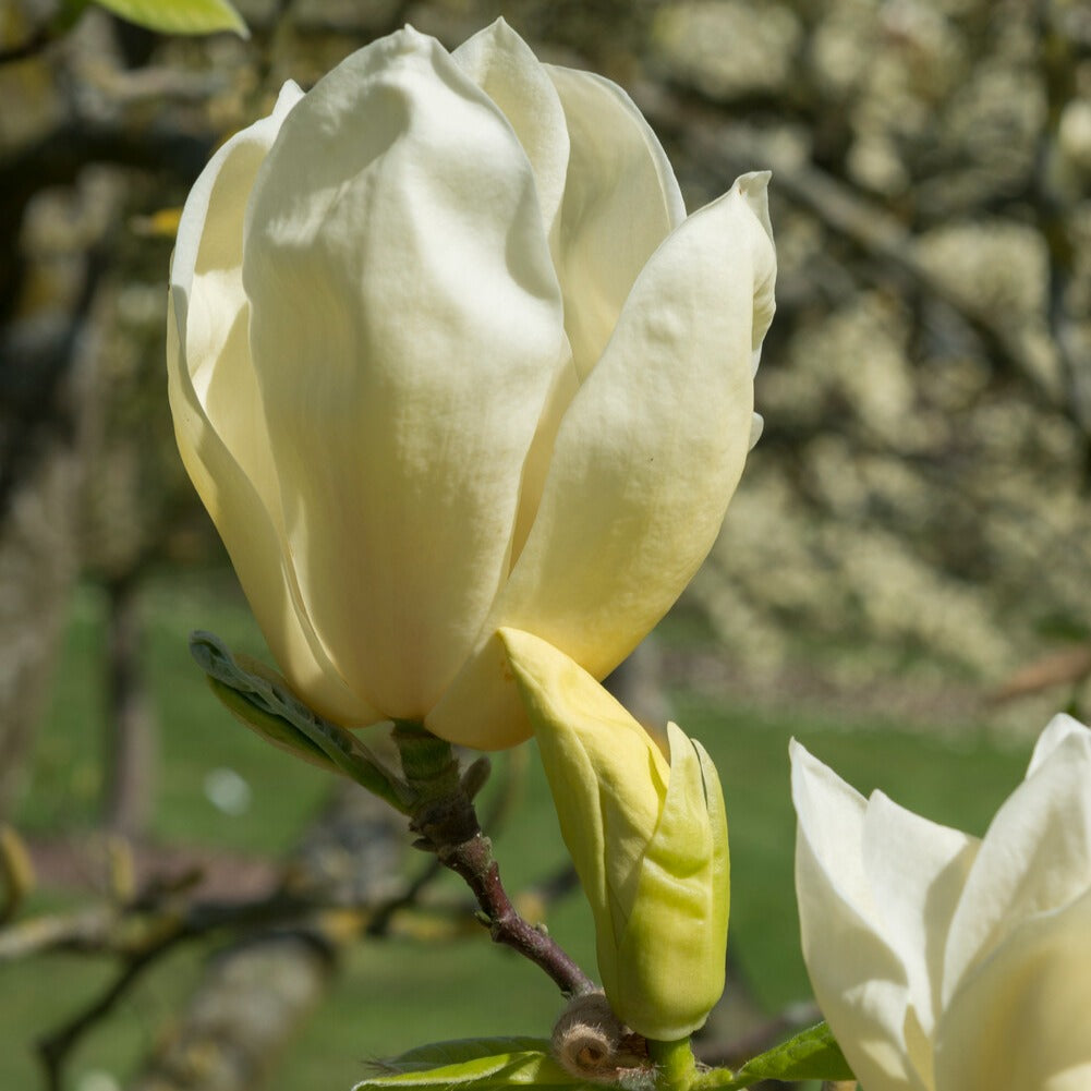 Vente Magnolia Yellow Lantern - Magnolia Yellow Lantern