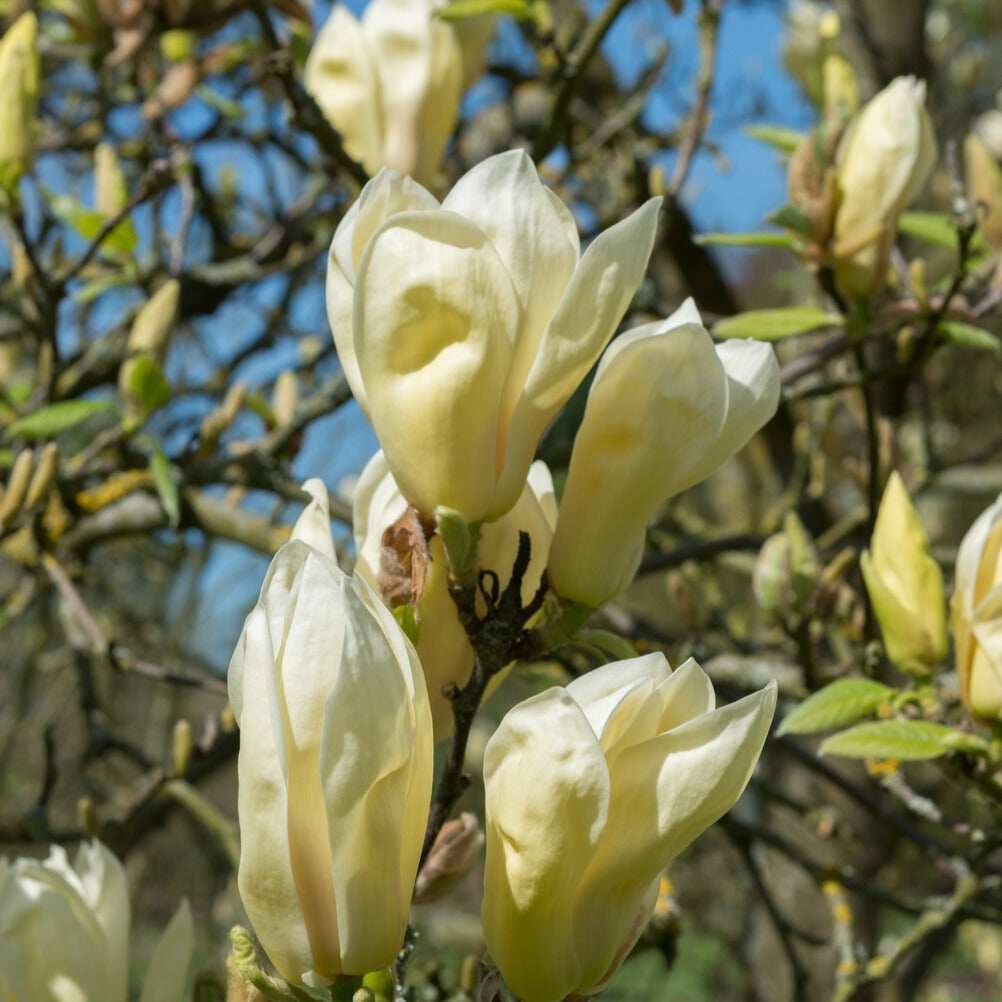 Magnolia Yellow Lantern - Magnolia Yellow Lantern - Magnolias