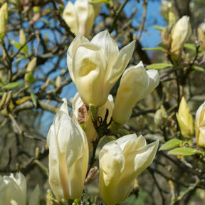 Magnolia Yellow Lantern - Magnolia Yellow Lantern - Magnolias