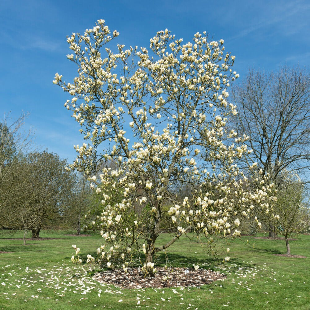 Magnolias - Magnolia Yellow Lantern - Magnolia Yellow Lantern