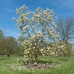 Magnolias - Magnolia Yellow Lantern - Magnolia Yellow Lantern