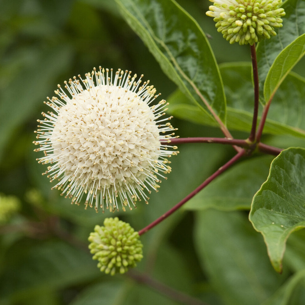 Cephalanthus occidentalis - Cephalanthus occidentalis sur tige - Arbustes sur tige