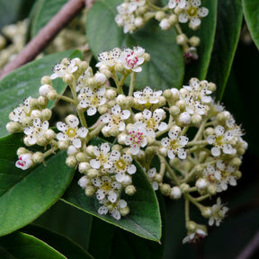 Cotonéaster - Cotoneaster Lacteus - Cotoneaster lacteus