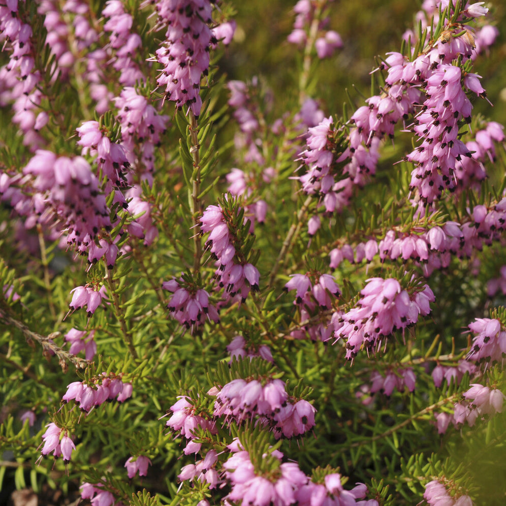 Vente Bruyère d'hiver Darley Dale - Erica darleyensis Darley Dale
