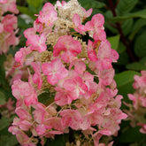 Hortensia paniculé Magical ® Fire - Willemse