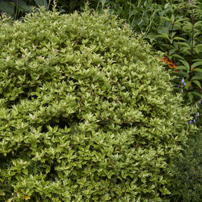 Vente Osmanthe panaché Goshiki - Osmanthus heterophyllus Goshiki