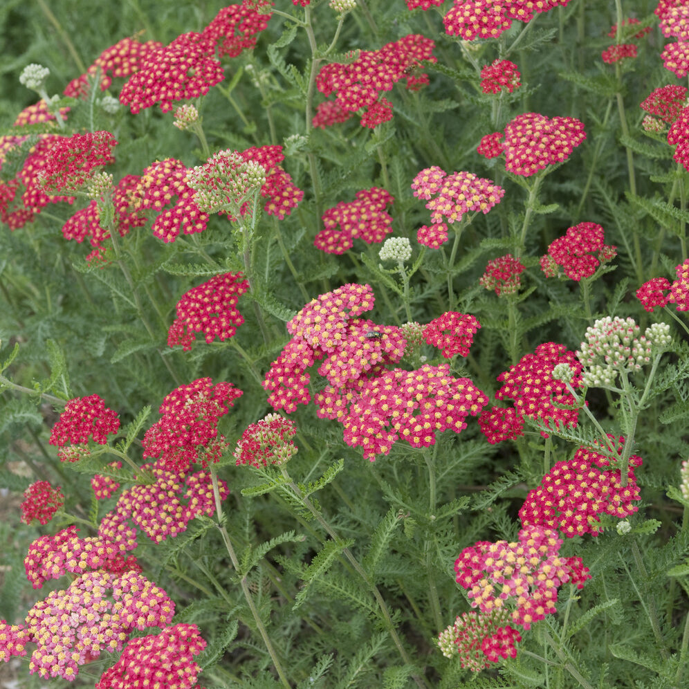 Achillée millefeuille Cerise Queen - Willemse