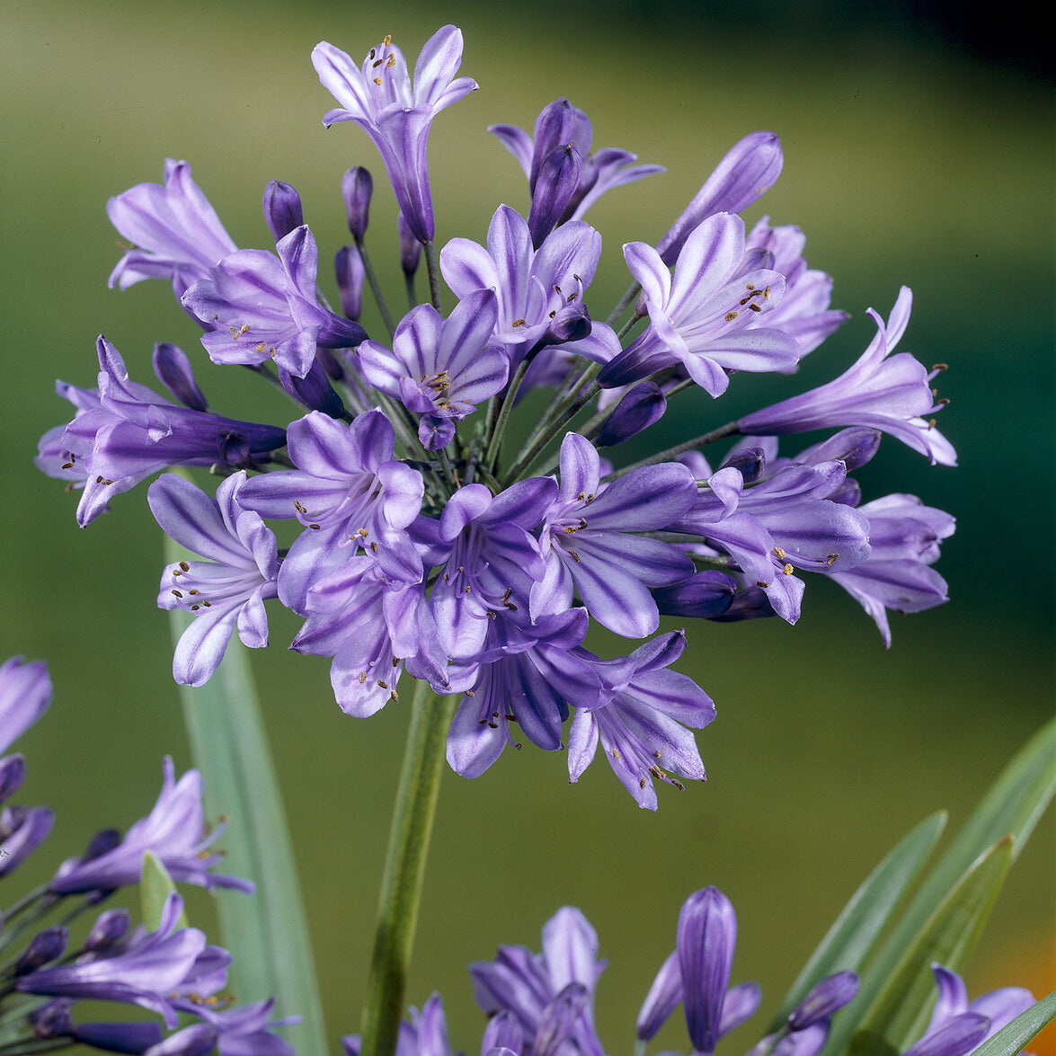 Agapanthe Blue Triumphator - Willemse
