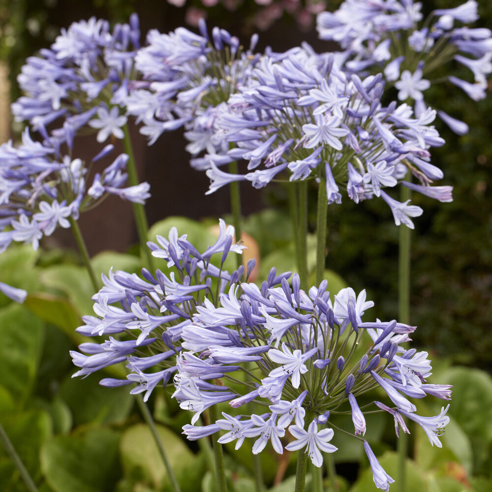 Agapanthus x africanus Doctor Brouwer - Agapanthe Doctor Brouwer - Agapanthes