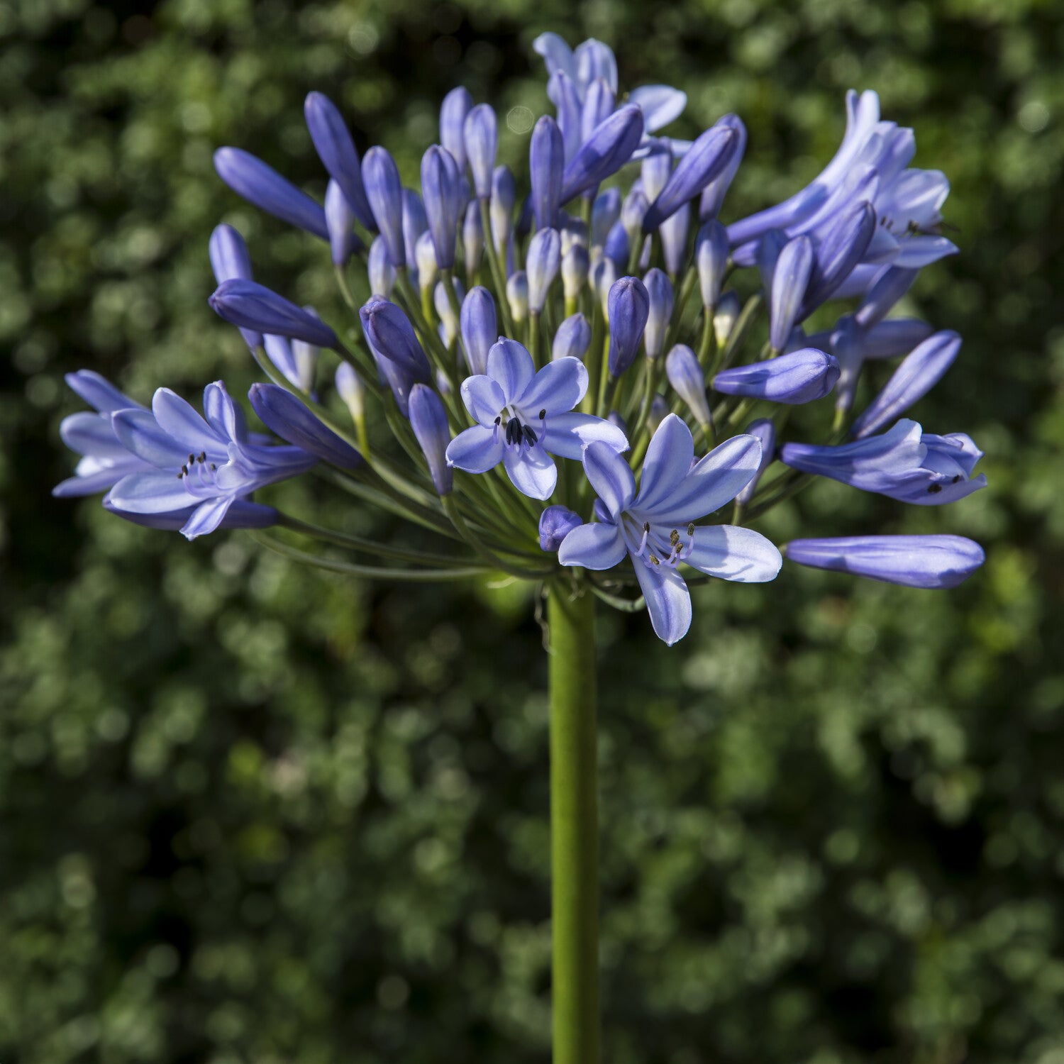 Agapanthes - Agapanthe Doctor Brouwer - Agapanthus x africanus Doctor Brouwer