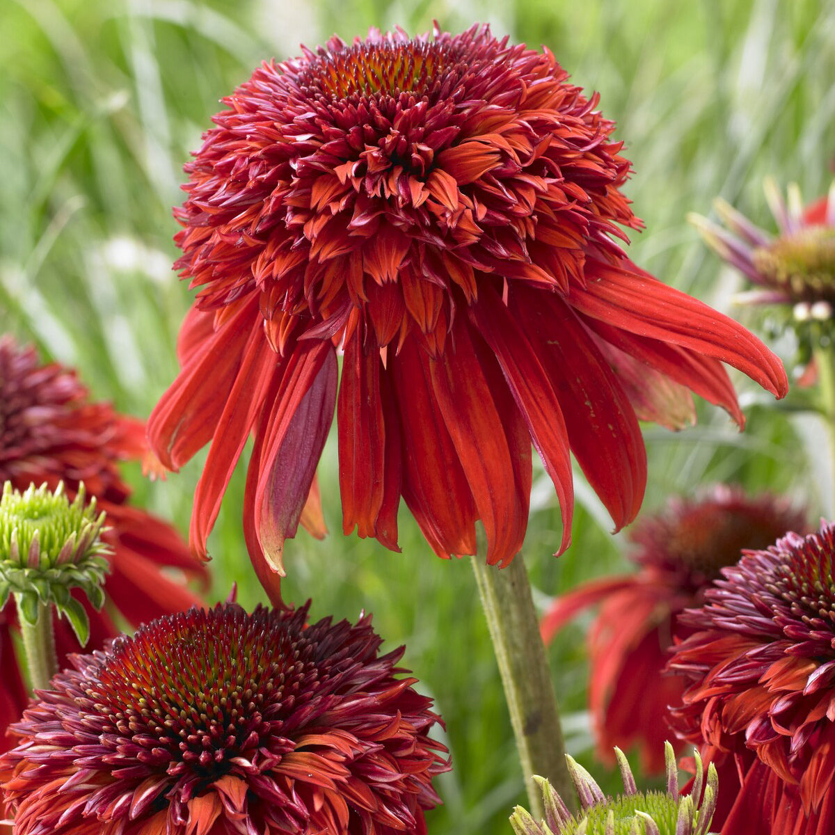 Echinacée pourpre Eccentric  - Willemse