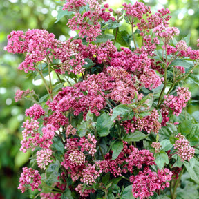 Eupatorium cannabinum Plenum - Eupatoire chanvrine Plenum - Eupatoire