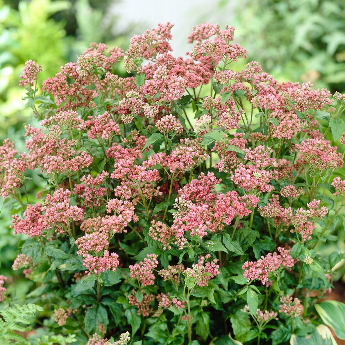 Eupatoire - Eupatoire chanvrine Plenum - Eupatorium cannabinum Plenum