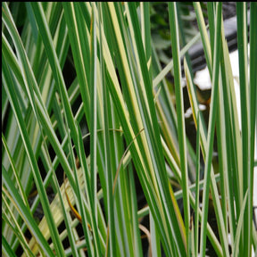 Acore odorant panaché - Acorus calamus variegatus - Willemse
