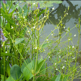 Plantain d'eau - Willemse