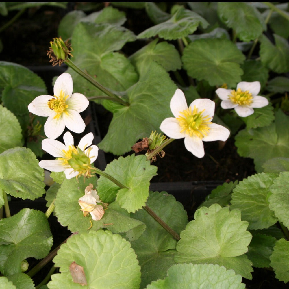 Caltha alba - Populage blanc des marais - Plantes de bassins