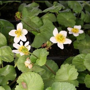 Caltha alba - Populage blanc des marais - Plantes de bassins