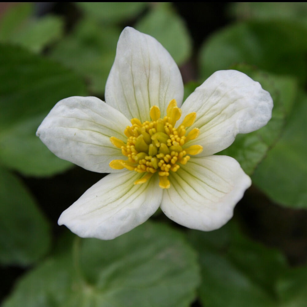 Populage blanc des marais - Caltha alba - Willemse