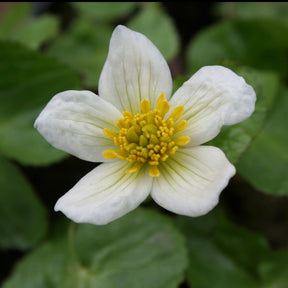 Populage blanc des marais - Caltha alba - Willemse