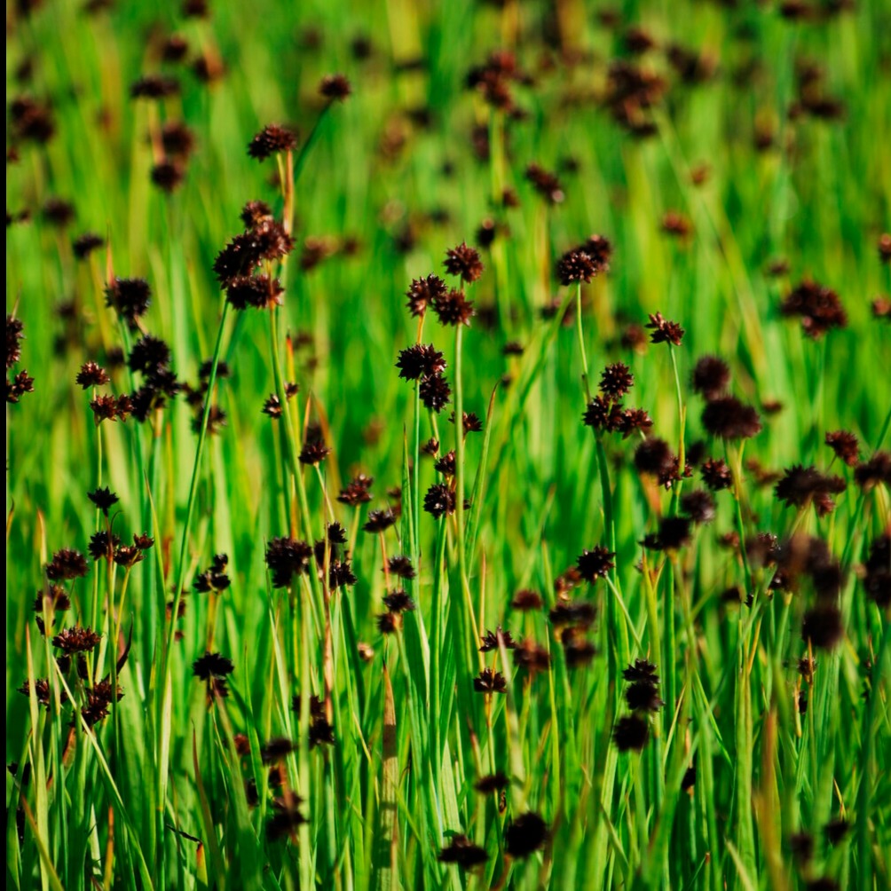 Jonc nain - Juncus ensifolius - Willemse