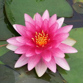 Nénuphar Charles de Meurville - Willemse