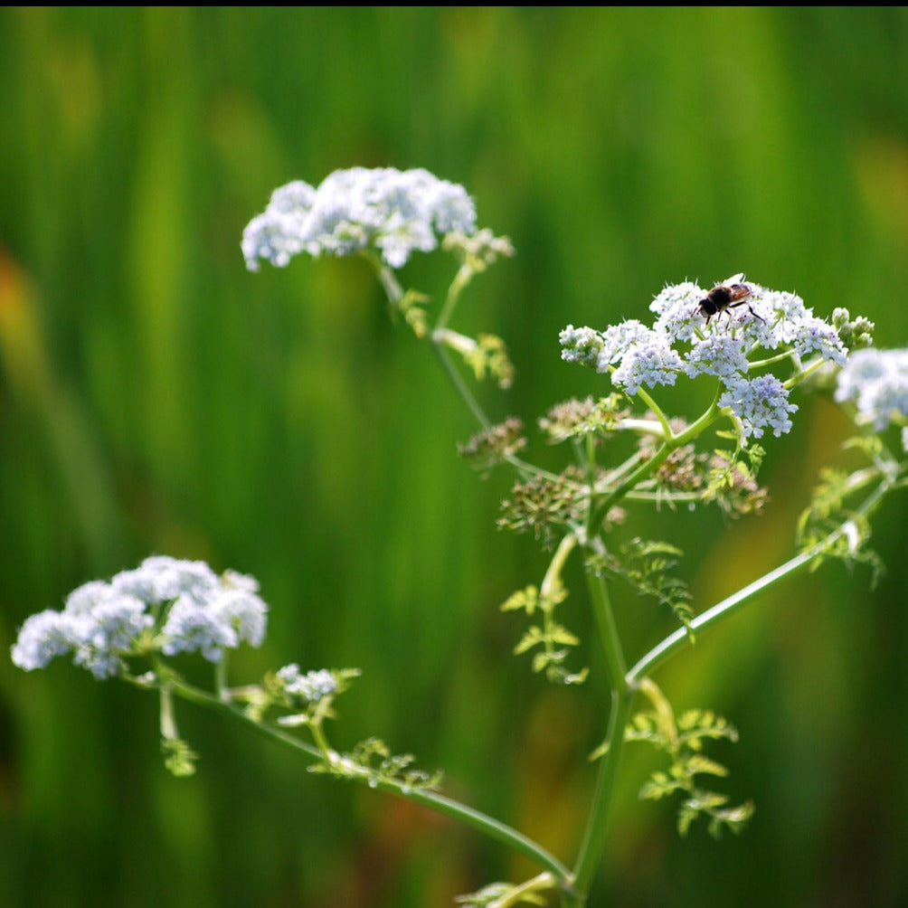 Oenanthe aquatique - Oenanthe aquatica - Willemse