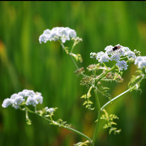 Oenanthe aquatique - Oenanthe aquatica - Willemse