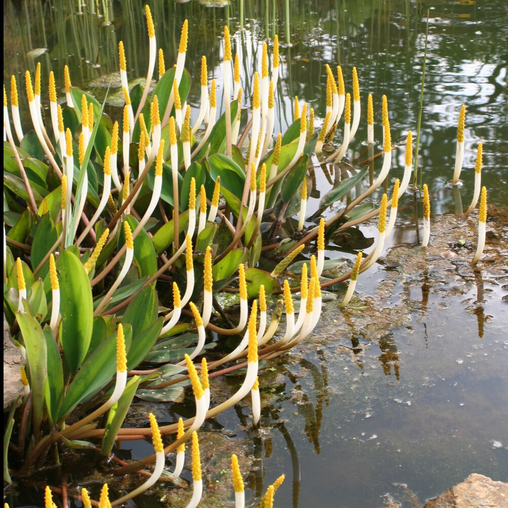 Plante bougie - Willemse