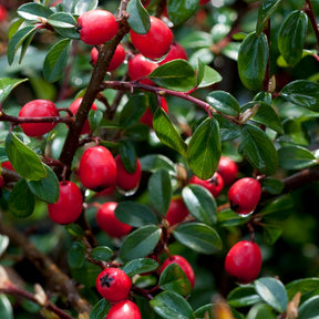 Cotoneaster suecicus Coral Beauty - Cotoneaster suecicus Coral Beauty - Cotonéaster