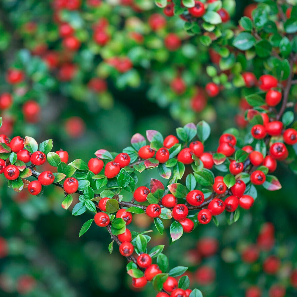 Vente Cotoneaster suecicus Coral Beauty