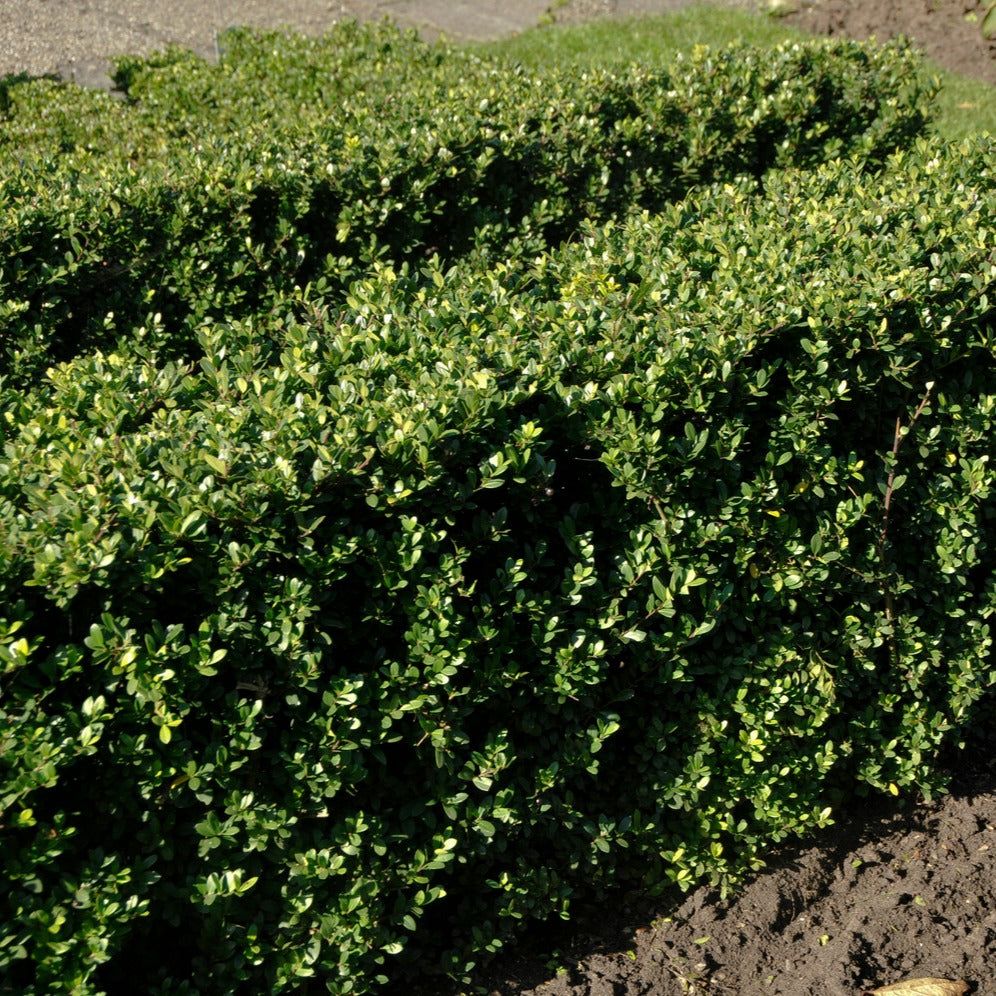 Houx crénelé Dark Green®  - Houx japonais - Willemse