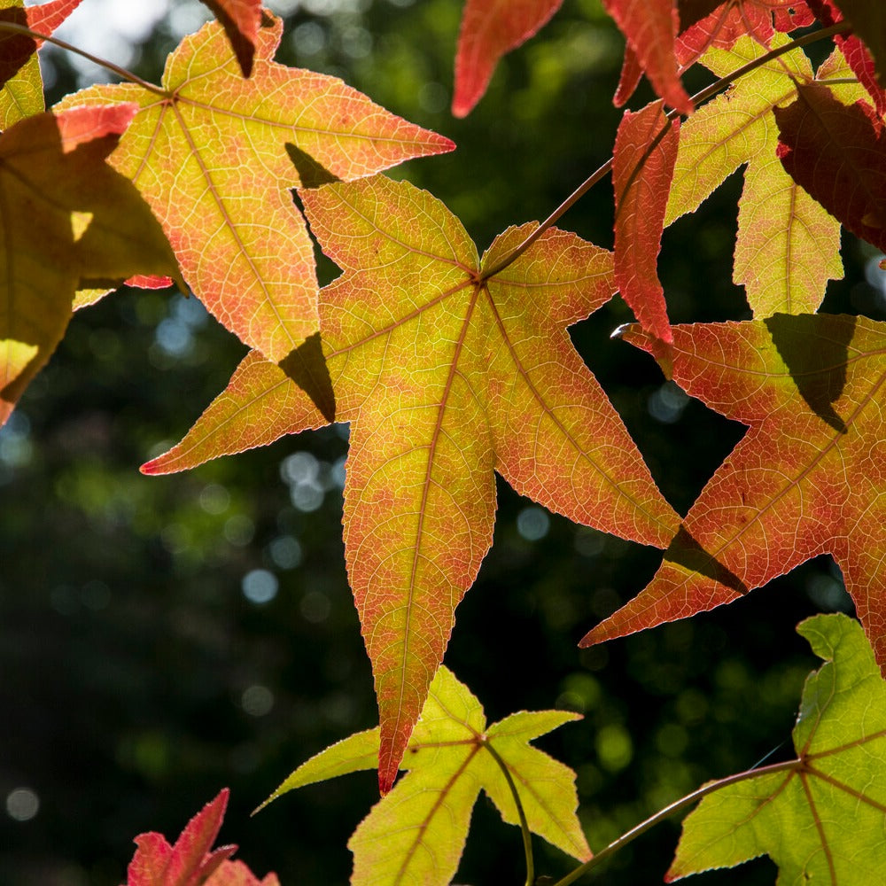 Copalme - Liquidambar - Copalme d'Amérique - Liquidambar - Liquidambar styraciflua