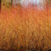 Cornouiller sanguin Midwinter Fire - Willemse
