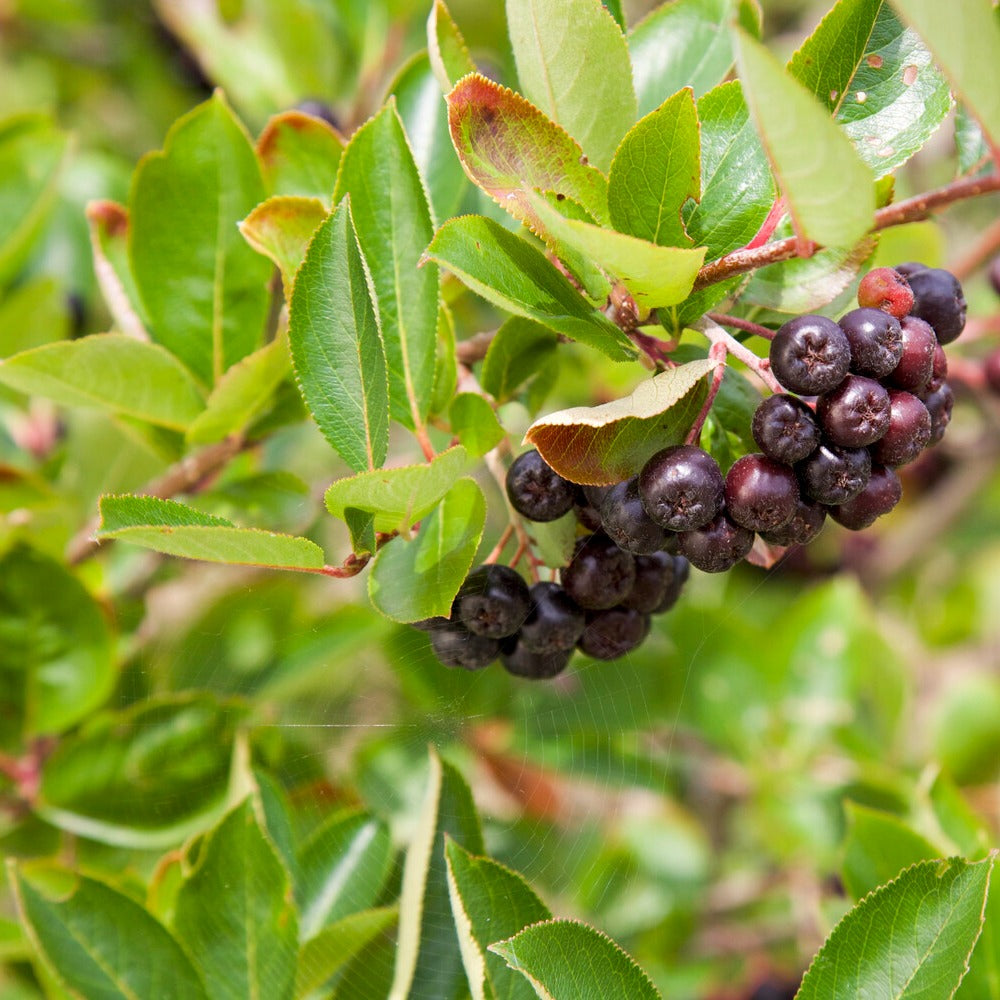 Aronia - Aronia à fruits noirs - Aronia melanocarpa