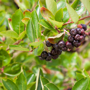 Aronia - Aronia à fruits noirs - Aronia melanocarpa