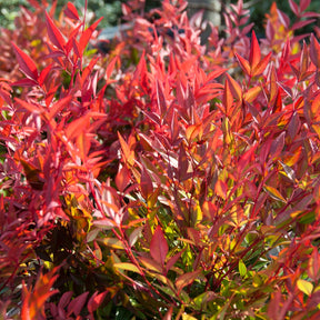 Nandina - Bambou sacré orange cuivre - Nandina domestica Gulf Stream