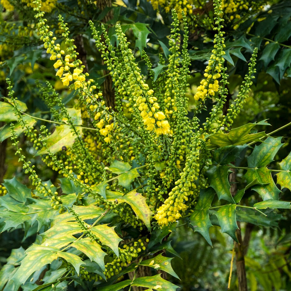 Mahonia media 'winter sun' - Mahonia media Winter Sun - Mahonias