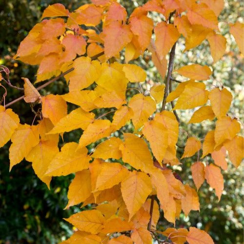 Erable - Erable du père David - Acer davidii