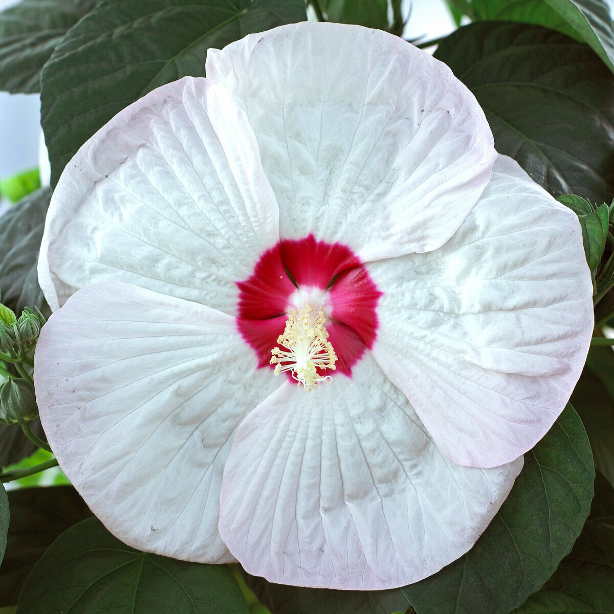 Hibiscus des marais Luna White - Willemse