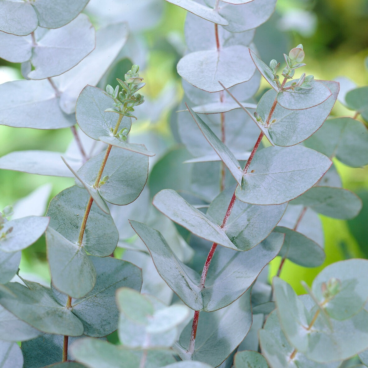 Eucalyptus - Eucalyptus Baby Blue - Eucalyptus pulverulenta Baby Blue