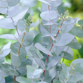 Eucalyptus - Eucalyptus Baby Blue - Eucalyptus pulverulenta Baby Blue
