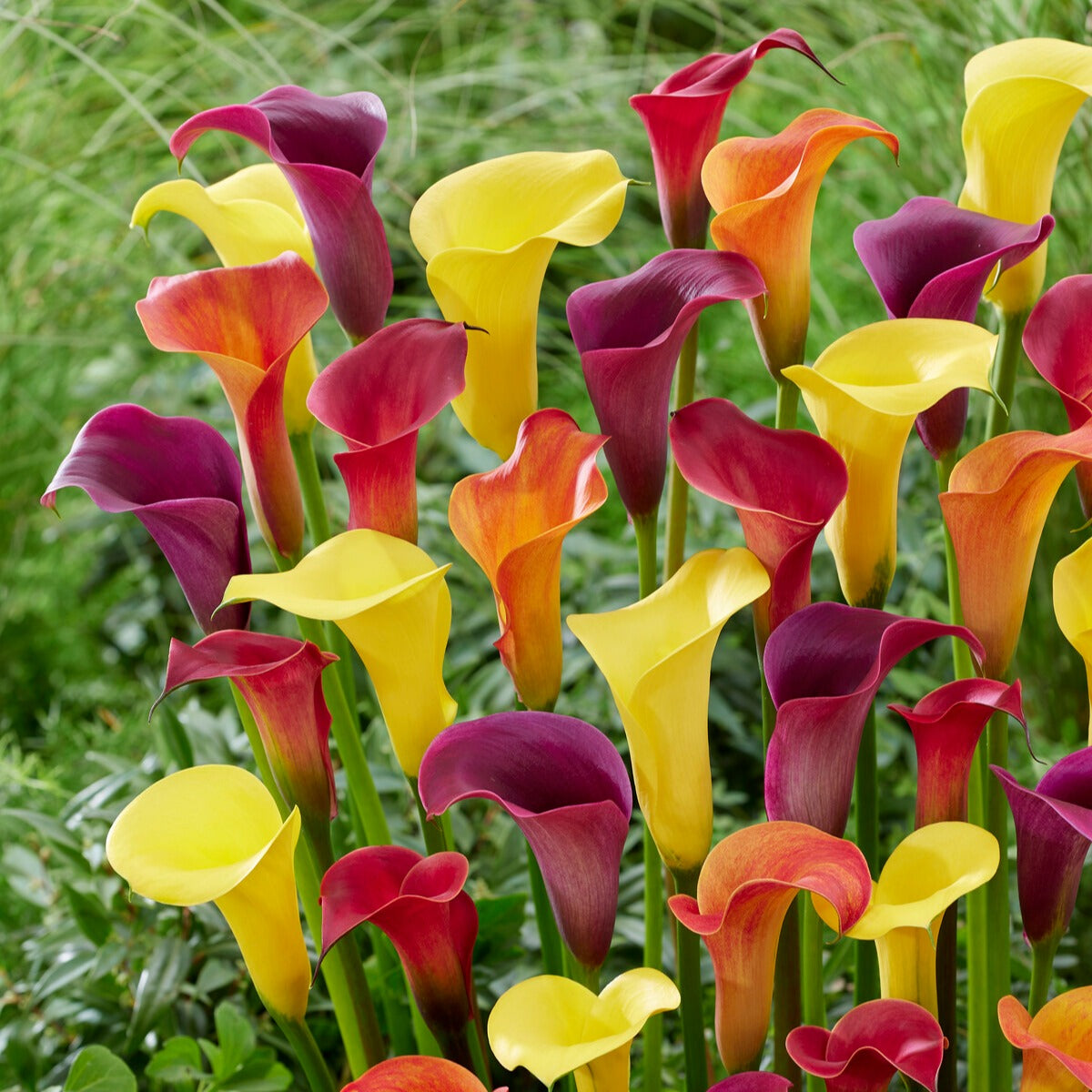 Zantedeschia 'summer time' - 3 Arums en mélange : jaune, rouge, rose - Arum