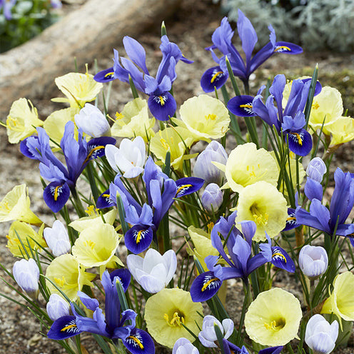 35 Bulbes de fleurs Early Bird en mélange - Willemse