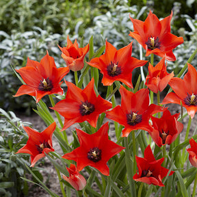 Vente Galanthus, Muscari, Narcissus, Tulipa, Chionodoxa, Anemone, Allium - 100 Bulbes de fleurs 6 Mois de Fleurs en mélange
