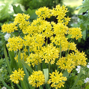 100 Bulbes de fleurs 6 Mois de Fleurs en mélange - Collections de bulbes - Willemse