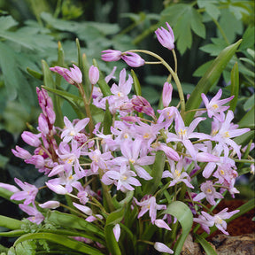 Vente 100 Bulbes de fleurs 6 Mois de Fleurs en mélange - Collections de bulbes