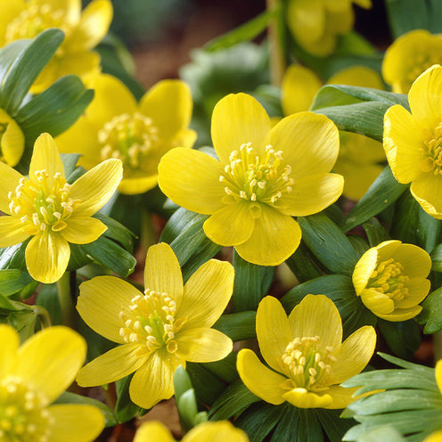 Vente Eranthis, Galanthus, Leucojum, Muscari, Fritillaria, Tulipa, Allium - 70 Bulbes de fleurs Butterfly Food en mélange