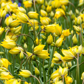 Vente Collections de bulbes - 70 Bulbes de fleurs Butterfly Food en mélange