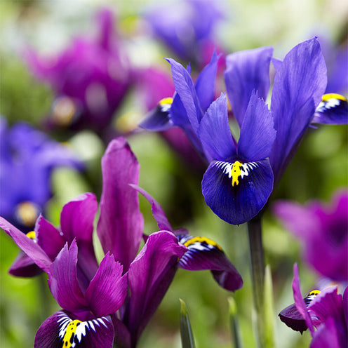 25 Iris Fraternal Twins en mélange - Willemse